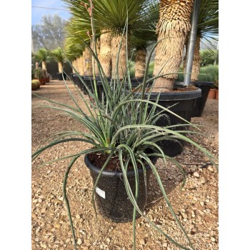 Agave hesperaloe 10 lt -25º